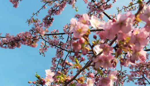 ２０２１年2月２３日愛媛県南予方面の早咲きの桜がほぼ満開