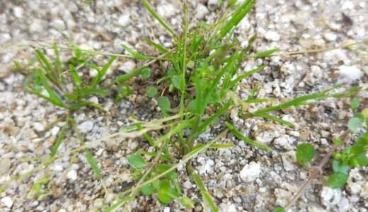 除草対策に「固まる土マグナイト」を使って２年経った結果