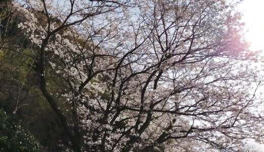 R3/３/２７(土)国道378号線双海と大洲富士山公園の桜の咲き状況